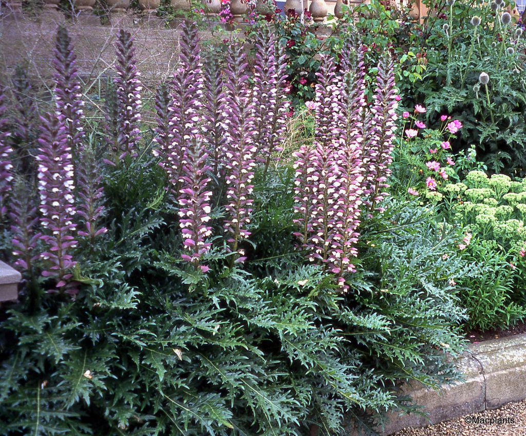 Представитель Семейства Acanthaceae